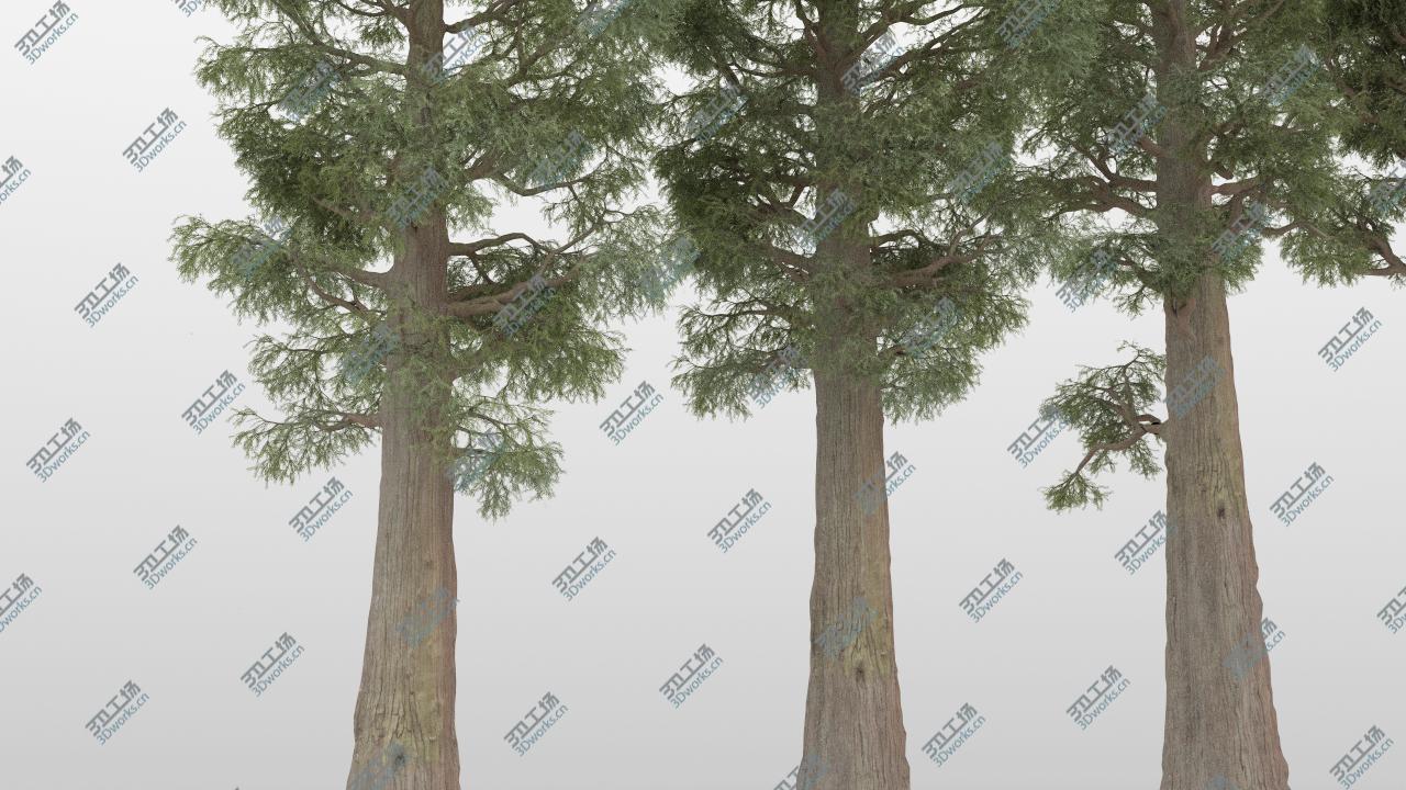 images/goods_img/2021040231/5-5 Sequoia Trees 3D model/5.jpg